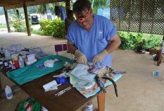veterinary internship in the cooks