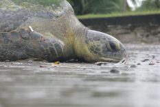 Sea Turtle Research