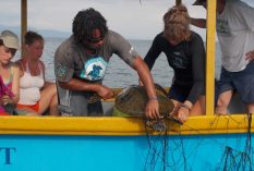 Sea Turtle Research