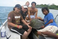 Sea Turtle Research