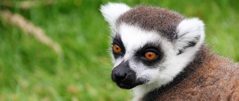 forestry-and-wildlife-conservation-in-madagascar