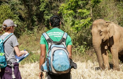 Volunteer with Elephants in Thailand